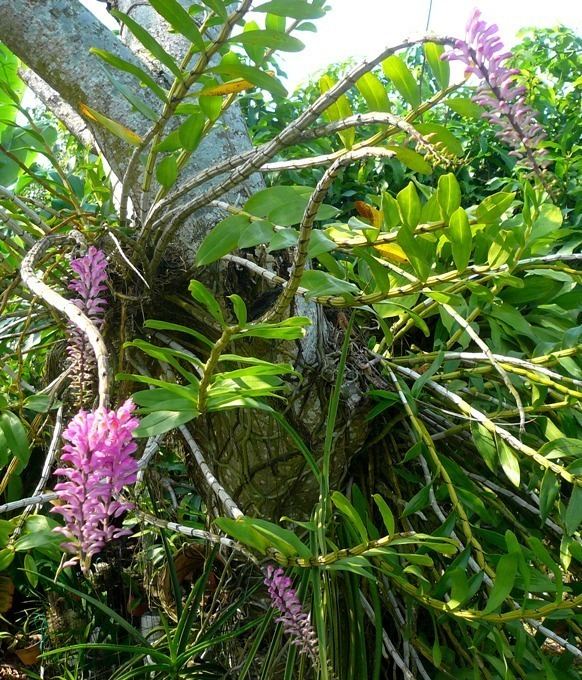 Dendrobium secundum Dendrobium secundum blooming