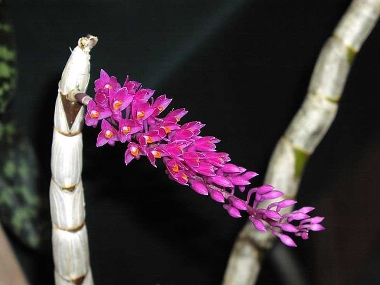 Dendrobium secundum IOSPE PHOTOS