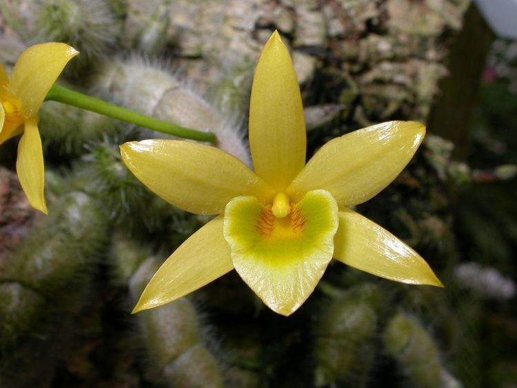 Dendrobium senile wwworchidspeciescomorphotdirdendrobisenilejpg