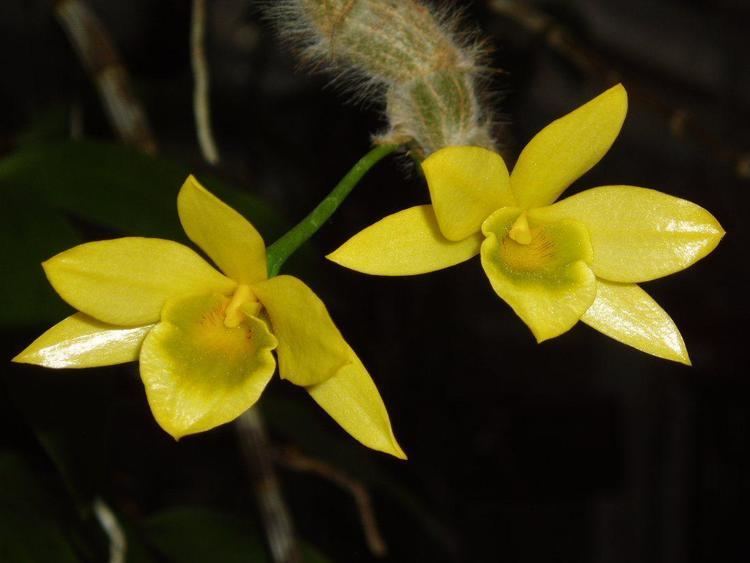 Dendrobium senile Orchids by Marlow Dendrobium senile