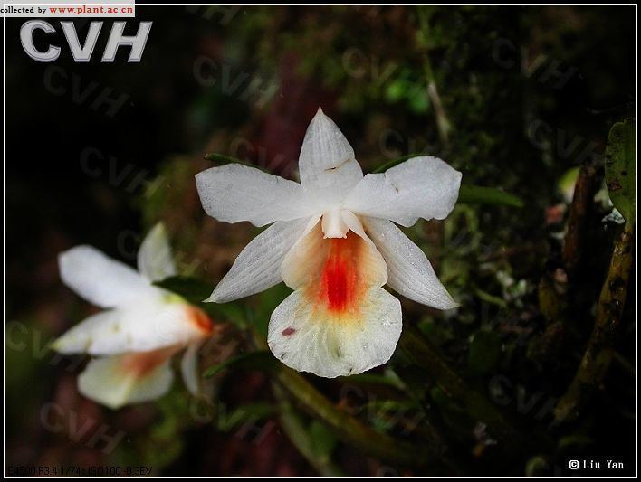 Dendrobium sinense wwworchidspeciescomorphotdirdensinensejpg