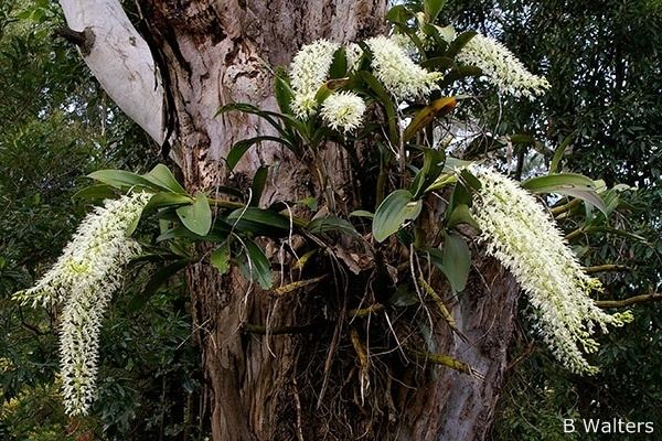 Dendrobium speciosum igp0260jpg