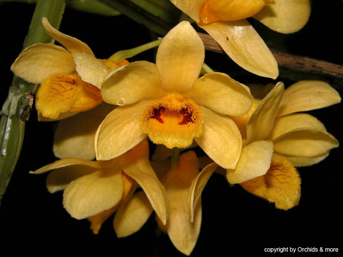 Dendrobium sulcatum IOSPE PHOTOS