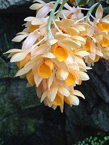 Dendrobium sulcatum httpsuploadwikimediaorgwikipediacommonsthu