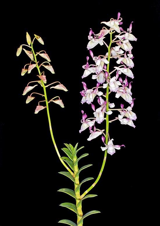 Dendrobium taurinum wwwphotomazzacomIMGjpgildendrobiumtaurinum