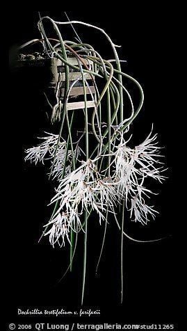 Dendrobium teretifolium wwwterragalleriacomimagesstudiostud11265jpeg