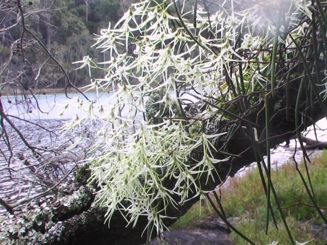 Dendrobium teretifolium The Rock Lily Man