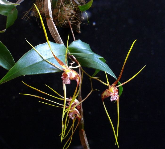 Dendrobium tetragonum Dendrobium tetragonum var giganteum