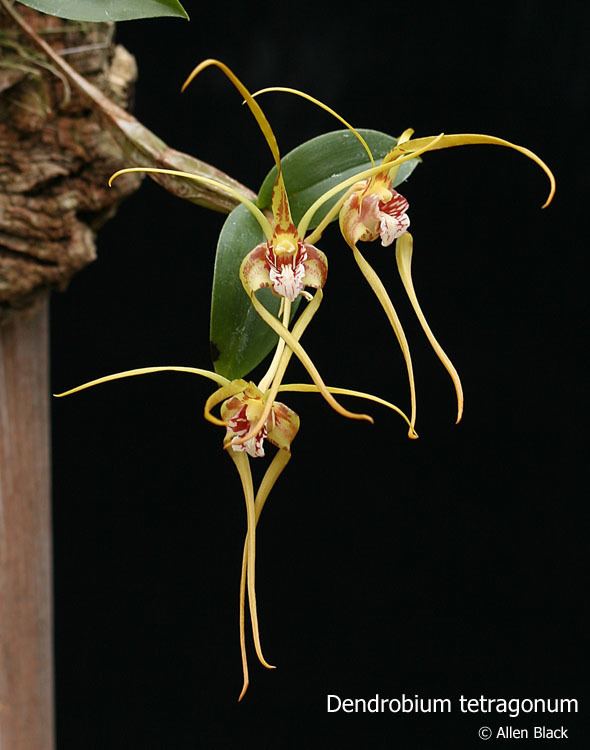 Dendrobium tetragonum wwworchidspeciescomorphotdirdendrtetragonumjpg