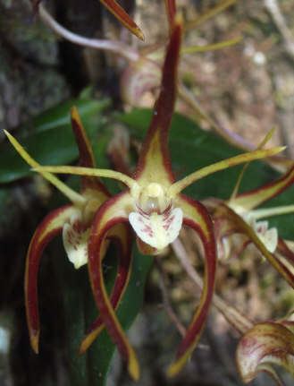 Dendrobium tetragonum Dendrobium tetragonum