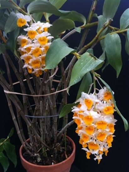 Dendrobium thyrsiflorum Dendrobium thyrsiflorum presented by Orchids Limited