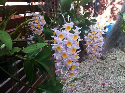 Dendrobium thyrsiflorum Dendrobium thyrsiflorum