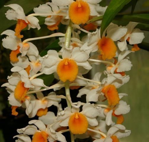 Dendrobium thyrsiflorum IOSPE PHOTOS
