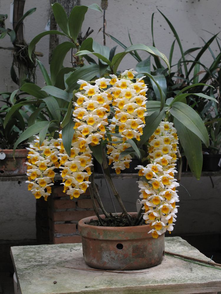 Dendrobium thyrsiflorum Dendrobium thyrsiflorum Franois Skaf Lorenzon Flickr