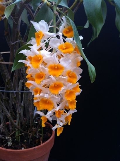 Dendrobium thyrsiflorum wwworchidwebcomimagesProductlargedthyrsiflor