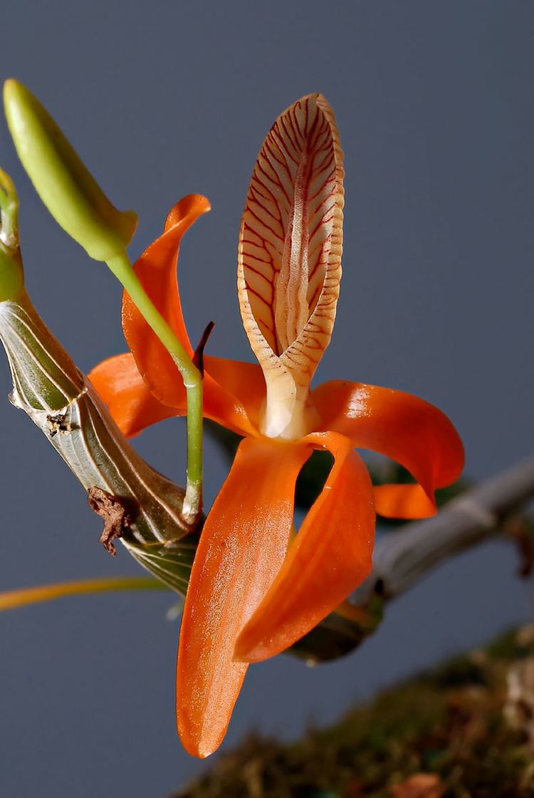 Dendrobium unicum IOSPE PHOTOS