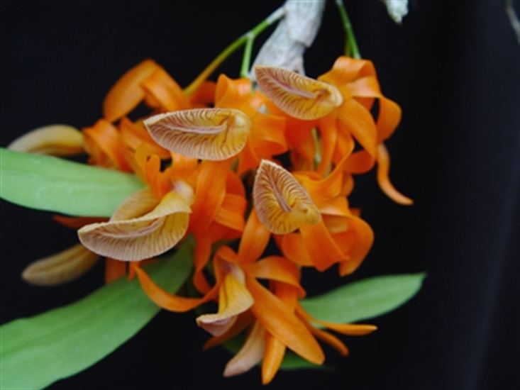 Dendrobium unicum Dendrobium unicum presented by Orchids Limited