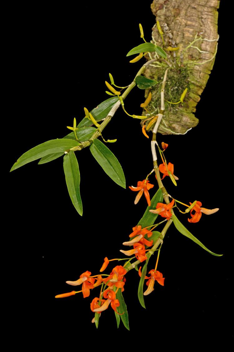 Dendrobium unicum Dendrobium unicum Mounted Orchid Species