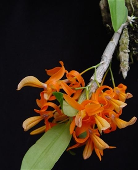 Dendrobium unicum Dendrobium unicum presented by Orchids Limited