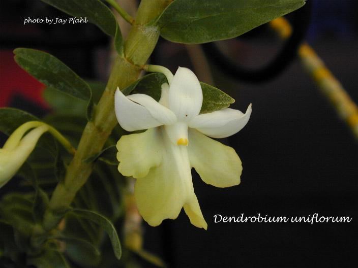 Dendrobium uniflorum IOSPE PHOTOS