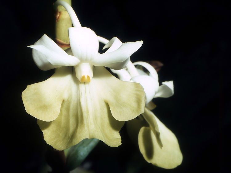 Dendrobium uniflorum FileDendrobium uniflorum Orchi 002jpg Wikimedia Commons