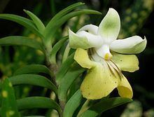 Dendrobium uniflorum httpsuploadwikimediaorgwikipediacommonsthu