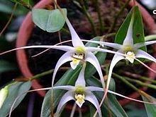 Dendrobium utile httpsuploadwikimediaorgwikipediaidthumbe