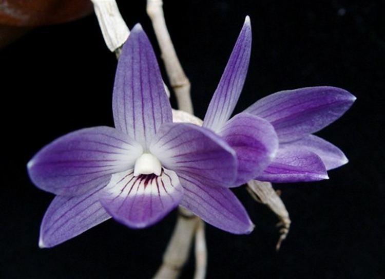 Dendrobium victoriae-reginae Dendrobium victoria reginae presented by Orchids Limited