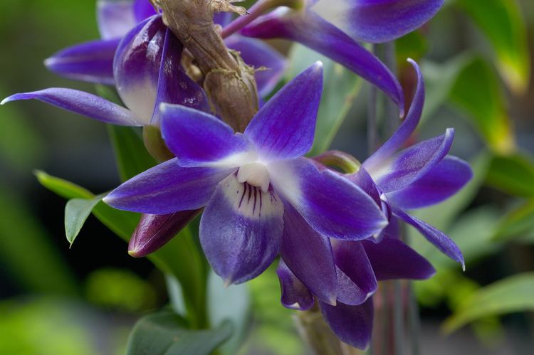 Dendrobium victoriae-reginae IOSPE PHOTOS