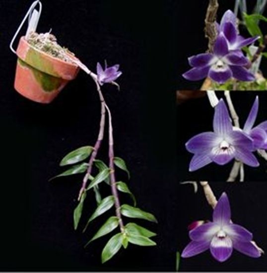 Dendrobium victoriae-reginae wwworchidwebcomimagesPRODUCTlargedenvr1b1jpg