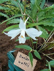 Dendrobium wattii httpsuploadwikimediaorgwikipediacommonsthu