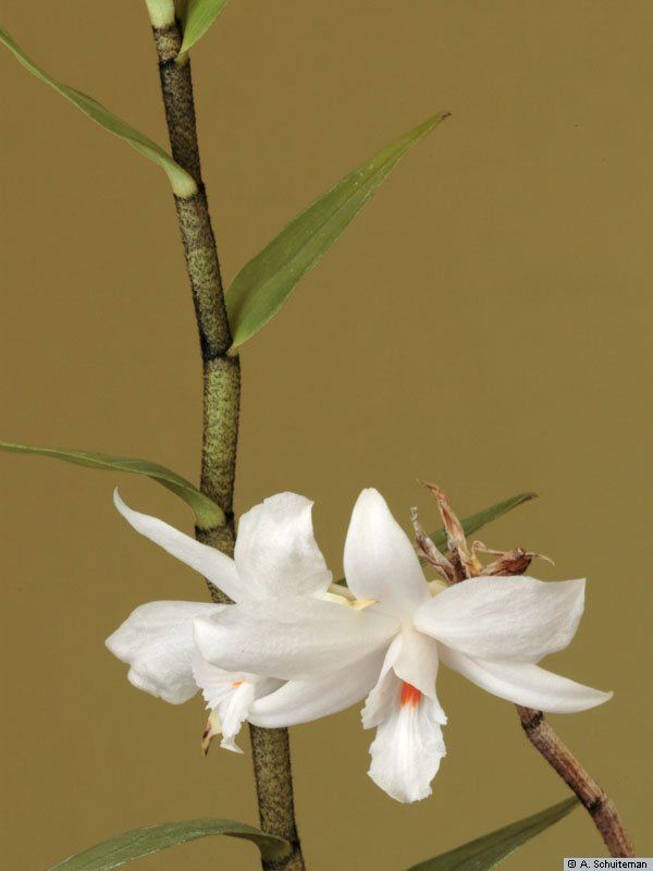 Dendrobium wattii IOSPE PHOTOS