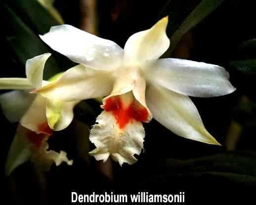 Dendrobium williamsonii wwworchidspeciescomorphotdirdenwilliamsoniijpg