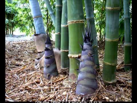 Dendrocalamus Dendrocalamus Giganteus Time Lapse 2012 YouTube