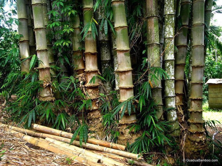 Dendrocalamus Dendrocalamus asper Guadua Bamboo