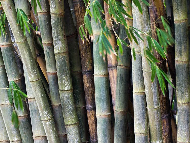 Dendrocalamus Dendrocalamus Guadua Bamboo
