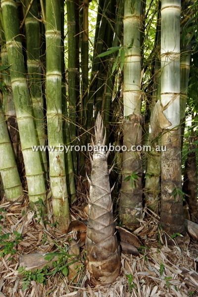 Dendrocalamus asper Dendrocalamus Asper IndoClone Byron Bamboo Byron Bamboo