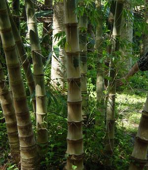 Dendrocalamus asper Dendrocalamus asper Asper Bamboo