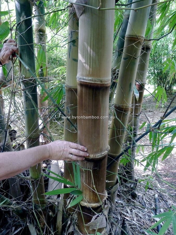 Dendrocalamus asper Black Asper Dendrocalamus Asper F Niger Hitam Byron Bamboo