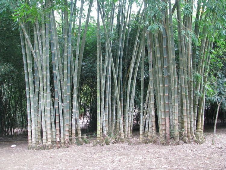 Dendrocalamus asper Dendrocalamus asper Guadua Bamboo