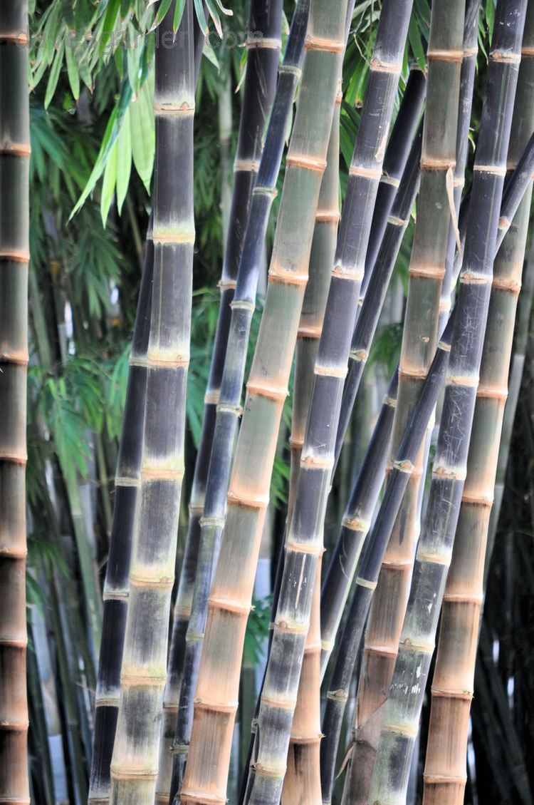 Dendrocalamus asper Dendrocalamus asper Giant bamboo Extremely Rare 10 Fresh seeds
