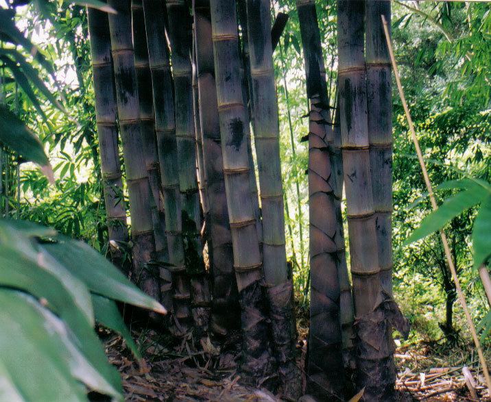 Dendrocalamus asper Dendrocalamus asper Giant bamboo Black Asper Bamboo Betung