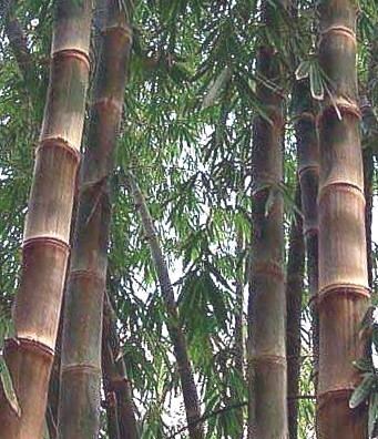 Dendrocalamus asper Clumping Bamboo Dendrocalamus Bamboo Gigantochloa Bamboo Guadua
