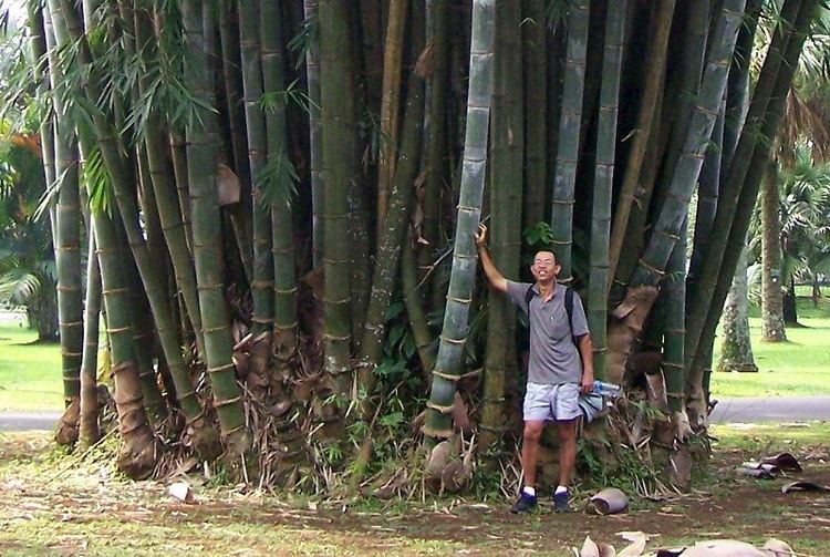 Dendrocalamus bamboowebinfo View topic Dendrocalamus giganteus