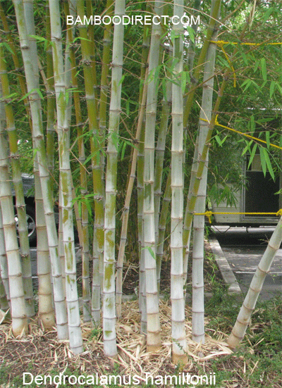 Dendrocalamus hamiltonii Timber Bamboo