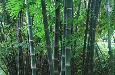 Dendrocalamus hamiltonii Dendrocalamus hamiltonii Tama Tufted Kako Bamboo RARE 3