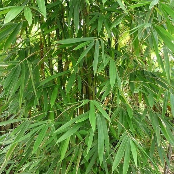 Dendrocalamus strictus Dendrocalamus Strictus Seeds Male Bamboo Seeds