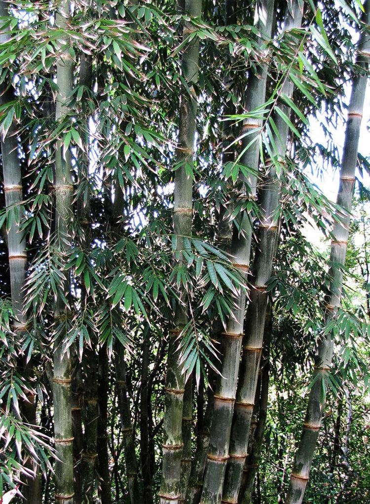 Dendrocalamus strictus Dendrocalamus strictus Guadua Bamboo