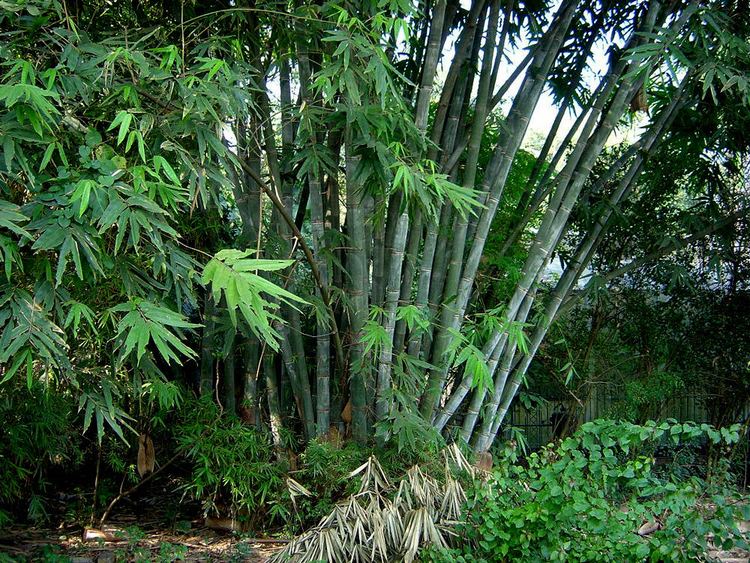Dendrocalamus strictus Dendrocalamus Strictus 10 Seeds Male Calcutta Bamboo