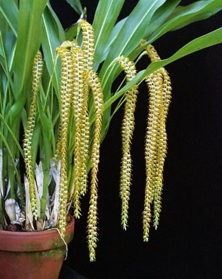 Dendrochilum Dendrochilum magnum presented by Orchids Limited